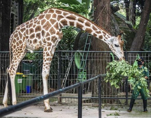 Taman Margasatwa Ragunan