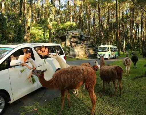 Taman Safari Prigen