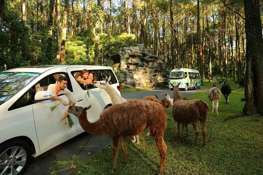 Safari Adventure Di Kebun Binatang Taman Safari Indonesia Ii Tangerang