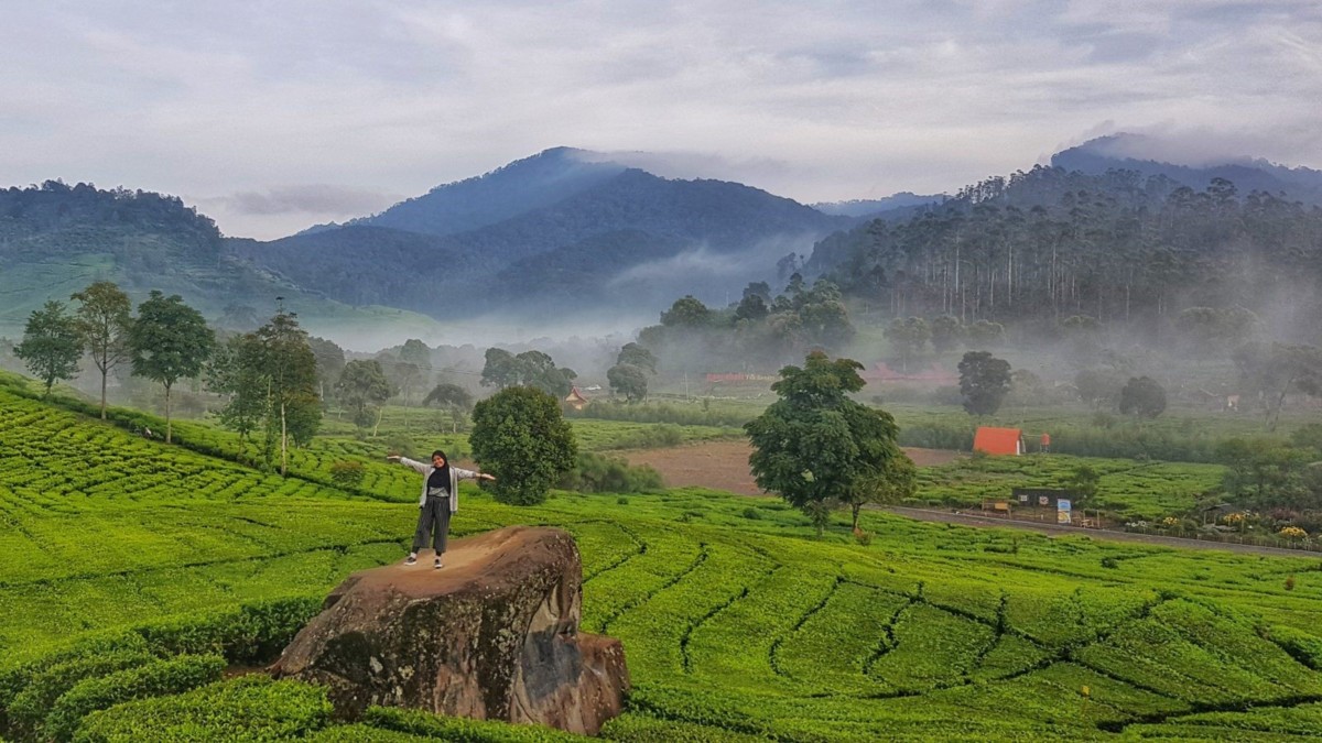 Recommendation 3 The Tea Gardens in Indonesia with the Best Views ...