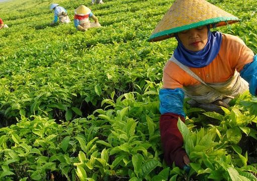 Wah, Teh Produksi Indonesia Dibeli Malaysia Hingga Rp57 Miliar