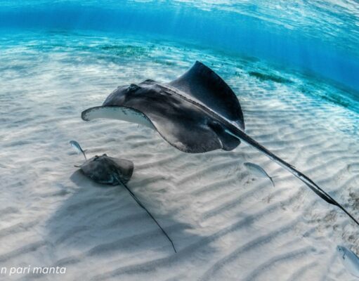 snorkeling